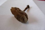 Helvella macropus image