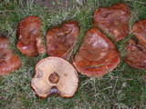 Paxillus involutus image