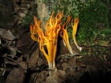 Clavulinopsis corniculata image