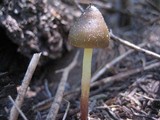 Mycena nivicola image
