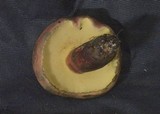 Boletochaete bicolor image