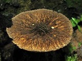 Pluteus umbrosus image