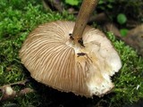 Pluteus umbrosus image