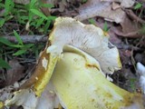 Amanita flavorubens image