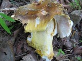Amanita flavorubens image