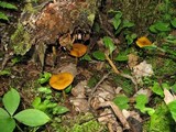 Pluteus leoninus image
