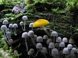 Pluteus leoninus image