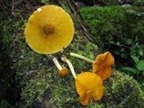 Pluteus leoninus image