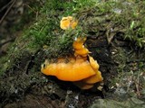 Pycnoporellus fulgens image