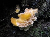 Pycnoporellus fulgens image