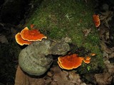 Pycnoporellus fulgens image