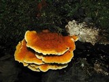 Pycnoporellus fulgens image