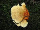 Pycnoporellus fulgens image
