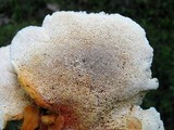 Pycnoporellus fulgens image