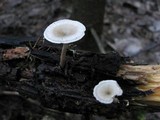 Polyporus tubaeformis image
