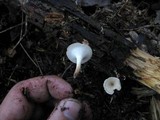 Polyporus tubaeformis image