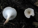 Polyporus tubaeformis image
