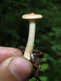 Clitocybe gibba image