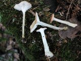 Clitocybe gibba image