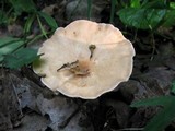 Clitocybe gibba image
