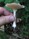 Clitocybe gibba image