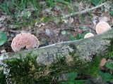 Hapalopilus rutilans image