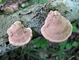 Hapalopilus nidulans image
