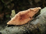 Hapalopilus rutilans image