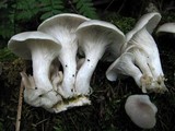 Pleurotus cornucopiae image