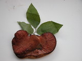 Fistulina hepatica image