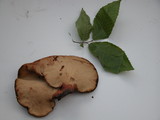 Fistulina hepatica image