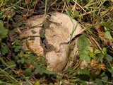Scleroderma areolatum image