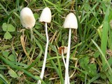 Conocybe apala image