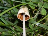 Conocybe apala image