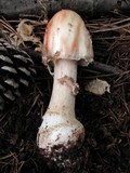 Amanita rubescens var. rubescens image