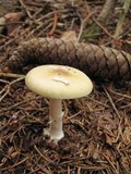 Amanita praecox image