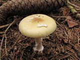 Amanita praecox image