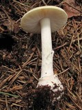 Amanita praecox image