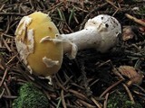 Amanita praecox image