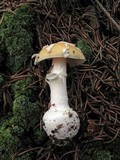 Amanita praecox image