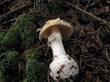 Amanita praecox image