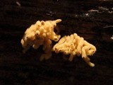 Arcyria obvelata image
