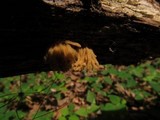 Arcyria obvelata image