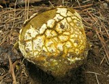 Calbovista subsculpta image