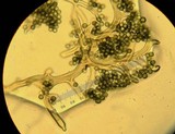 Calbovista subsculpta image