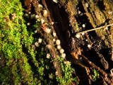 Helicogloea compressa image