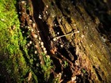 Helicogloea compressa image