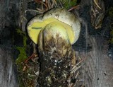 Caloboletus rubripes image