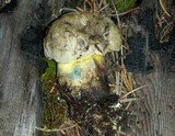 Caloboletus rubripes image
