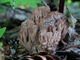 Ramaria rubripermanens image